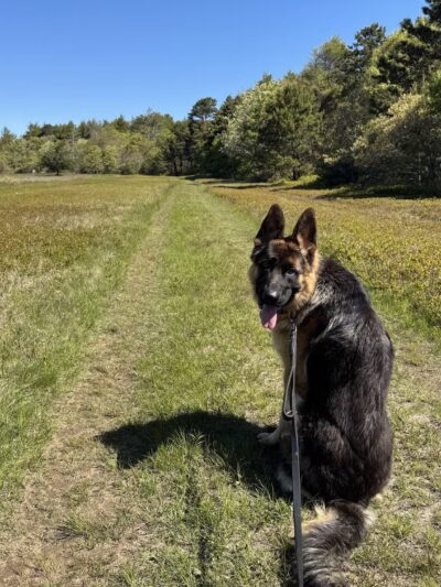 Chris Park k9 Dog Training - Salem, NH