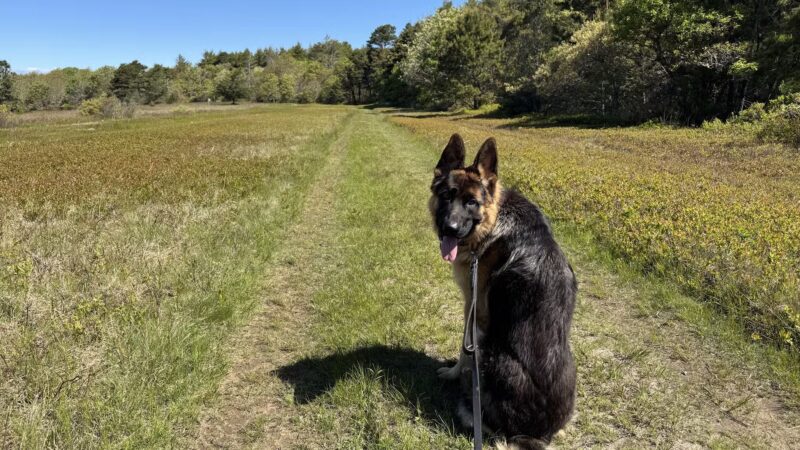 Chris Park k9 Dog Training - Salem, NH