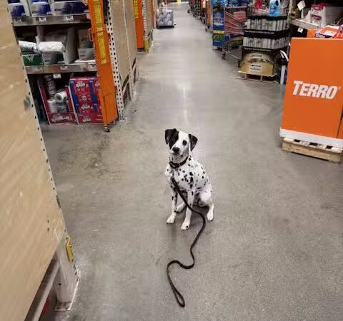 Chris Park k9 Dog Training - Salem, NH