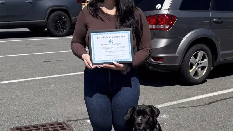 Chris Park k9 Dog Training - Salem, NH