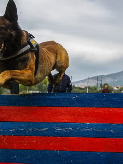 Chris Park k9 Dog Training - Salem, NH