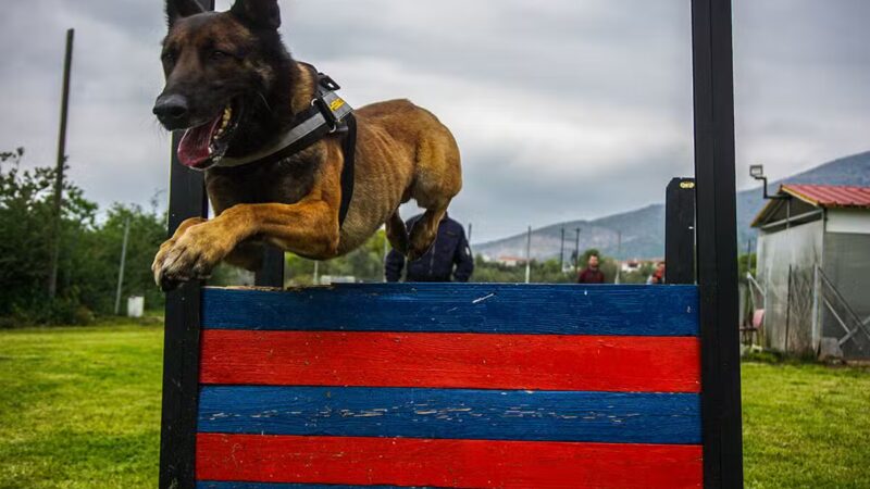 Chris Park k9 Dog Training - Salem, NH