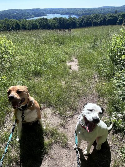 Chris Park k9 Dog Training - Salem, NH