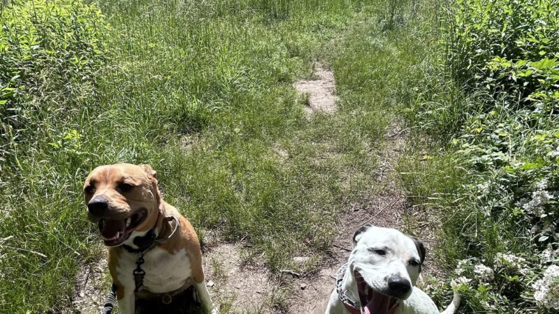 Chris Park k9 Dog Training - Salem, NH