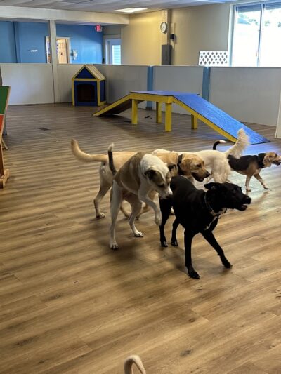 Happy Tails Home - Salem, NH