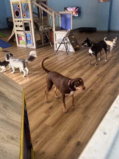 Happy Tails Home - Salem, NH