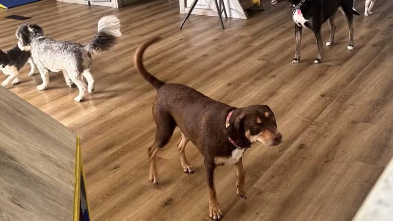 Happy Tails Home - Salem, NH