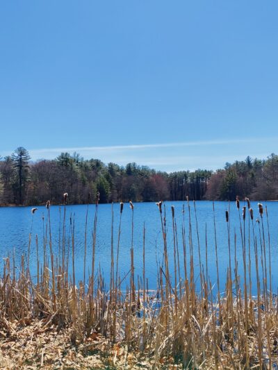 Hedgehog Park - Salem, NH