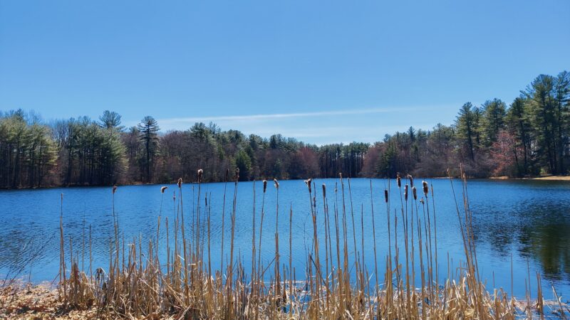 Hedgehog Park - Salem, NH