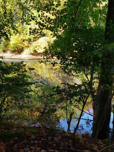 Hedgehog Park - Salem, NH