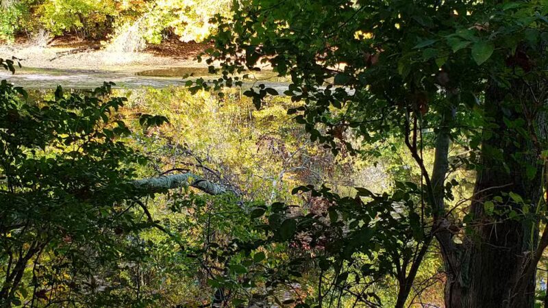 Hedgehog Park - Salem, NH