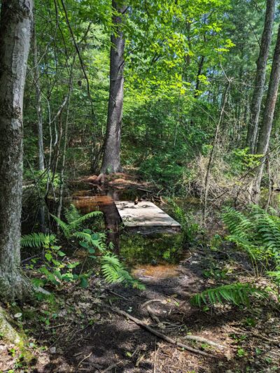 Salem Town Forest - Salem, NH