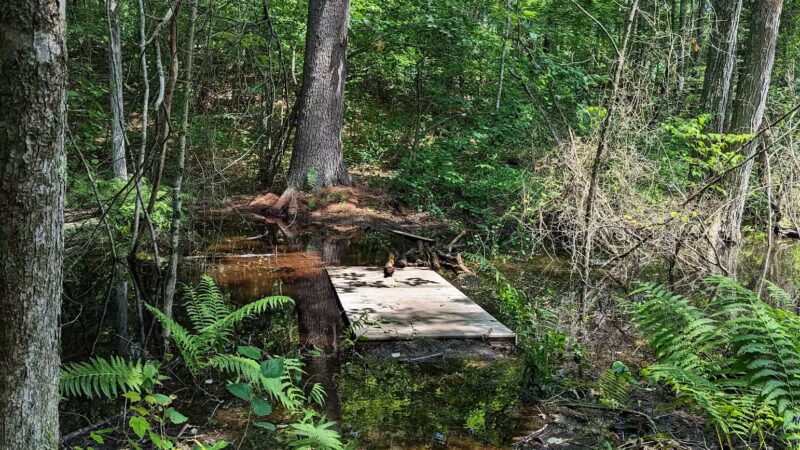 Salem Town Forest - Salem, NH
