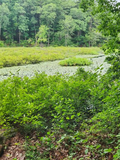 Salem Town Forest - Salem, NH