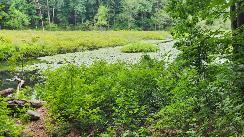 Salem Town Forest - Salem, NH