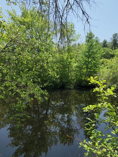 Salem Town Forest - Salem, NH