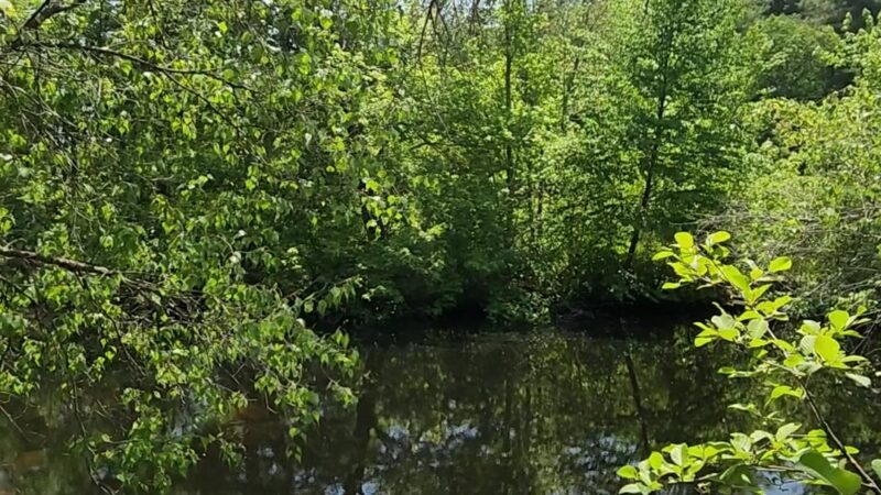 Salem Town Forest - Salem, NH