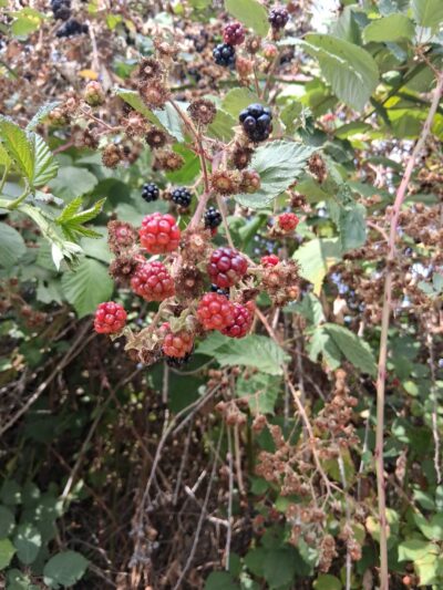 Minto-Brown Island Off-Leash Dog Park Parking Lot - Salem, OR