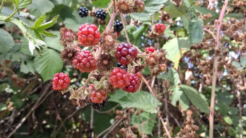 Minto-Brown Island Off-Leash Dog Park Parking Lot - Salem, OR