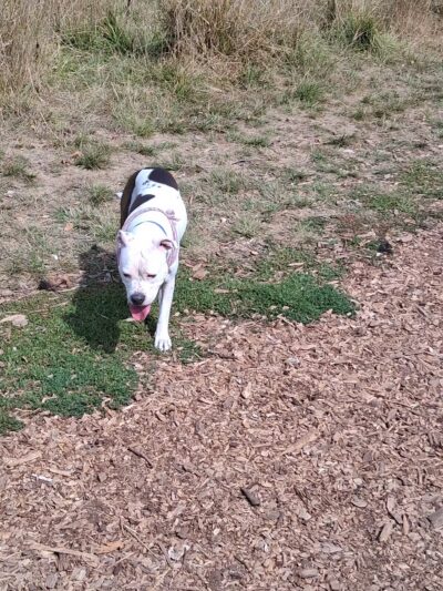 Minto-Brown Island Off-Leash Dog Park Parking Lot - Salem, OR