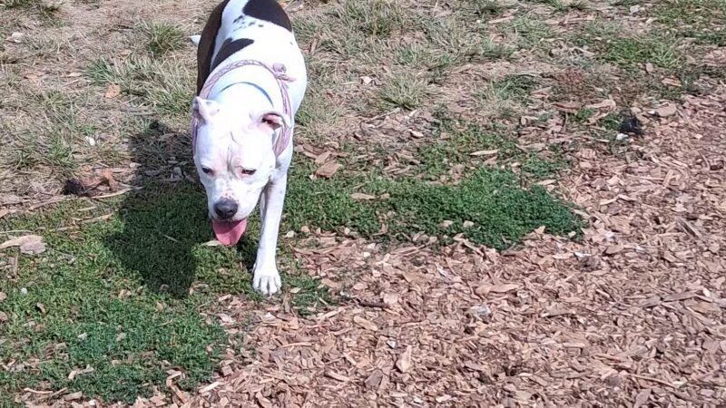 Minto-Brown Island Off-Leash Dog Park Parking Lot - Salem, OR
