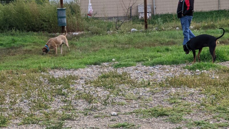 Dog Park - Salida, CO