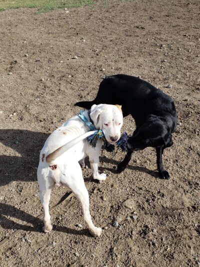 Dog Park - Salida, CO