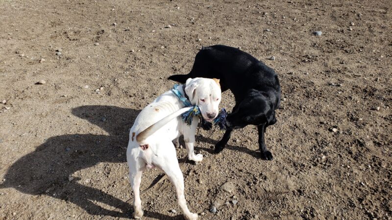 Dog Park - Salida, CO