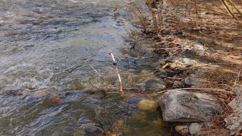 Island Park - Salmon, ID