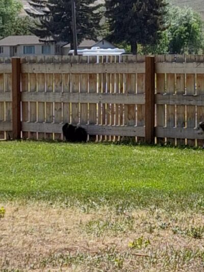 Seaman Dog Park - Salmon, ID