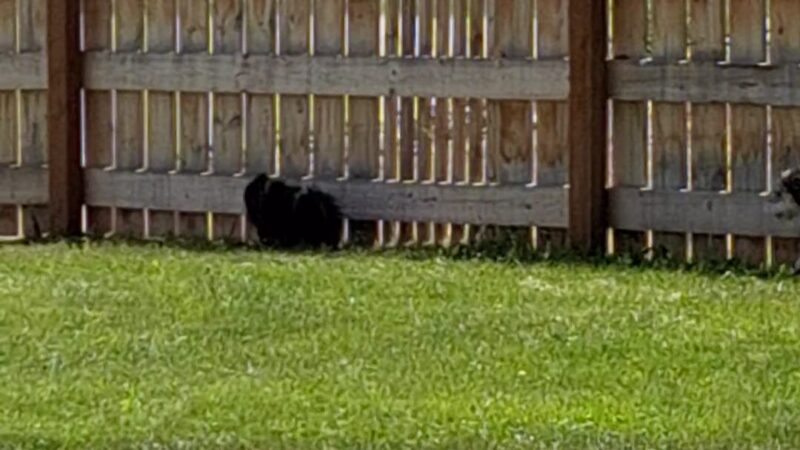 Seaman Dog Park - Salmon, ID