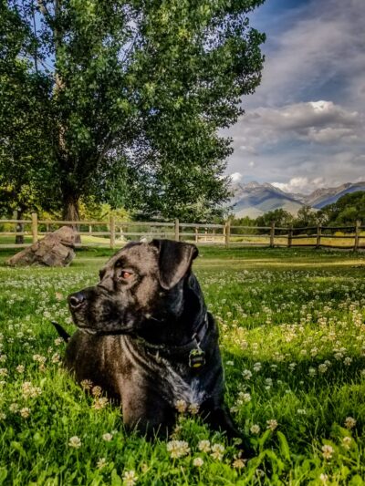Seaman Dog Park - Salmon, ID