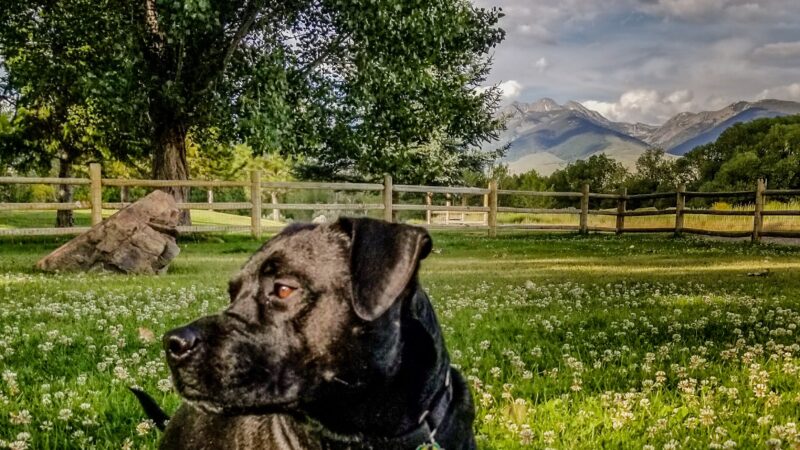 Seaman Dog Park - Salmon, ID