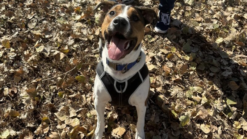 Cottonwood Dog Park - Salt Lake City, UT