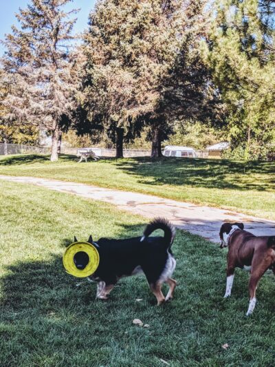 Cottonwood Dog Park - Salt Lake City, UT