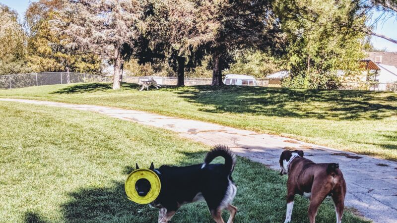 Cottonwood Dog Park - Salt Lake City, UT