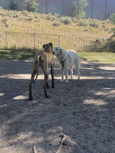 Fairmont dog park - Salt Lake City, UT
