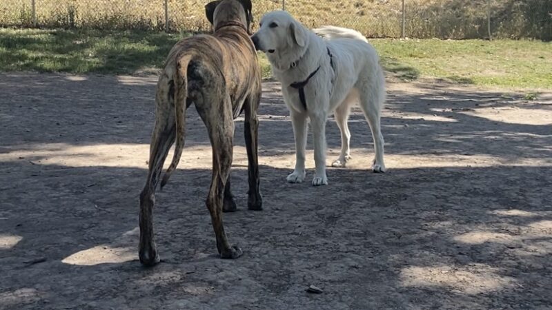 Fairmont dog park - Salt Lake City, UT