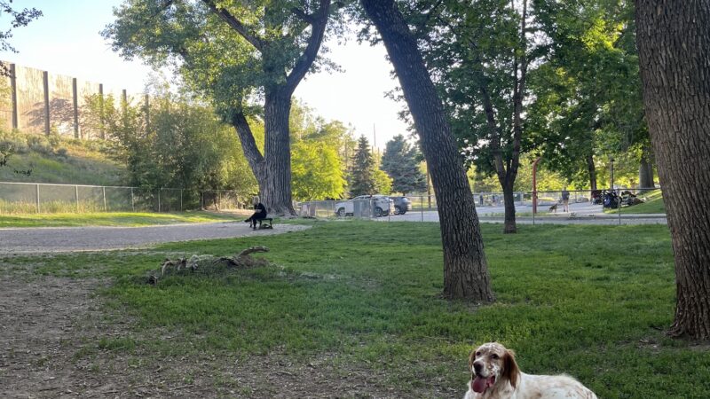 Fairmont dog park - Salt Lake City, UT