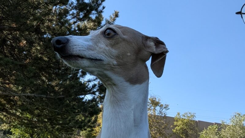 Fairmont dog park - Salt Lake City, UT