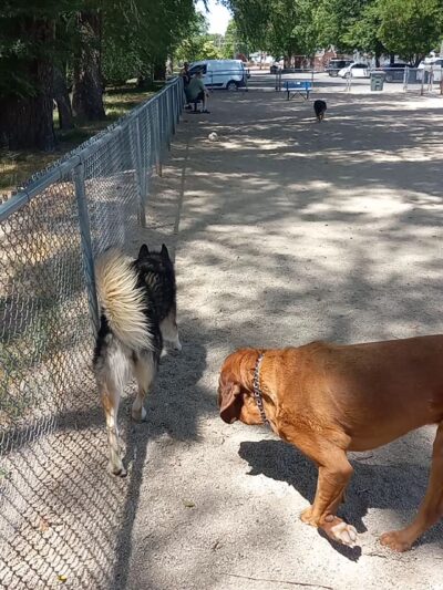 Herman Franks Dog Park - Salt Lake City, UT