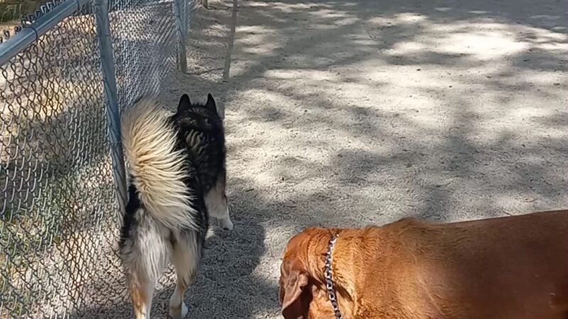Herman Franks Dog Park - Salt Lake City, UT