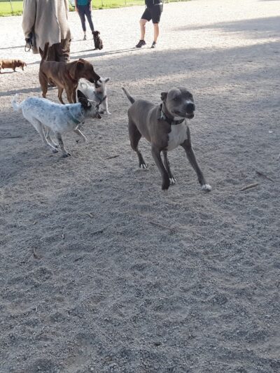 Herman Franks Dog Park - Salt Lake City, UT