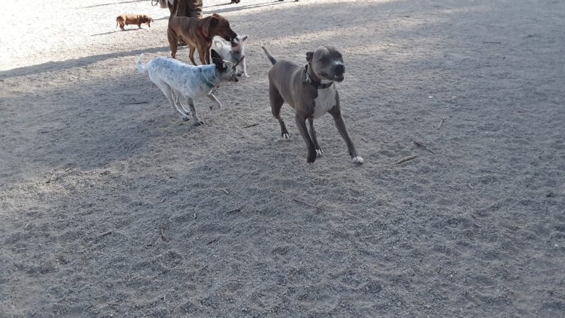 Herman Franks Dog Park - Salt Lake City, UT