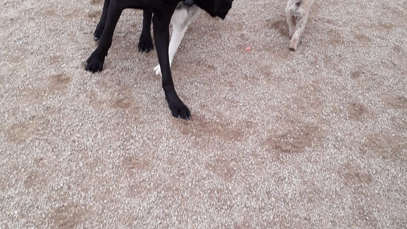 Herman Franks Dog Park - Salt Lake City, UT