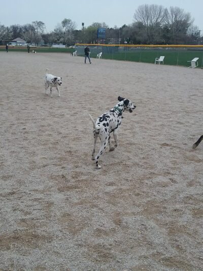 Herman Franks Dog Park - Salt Lake City, UT