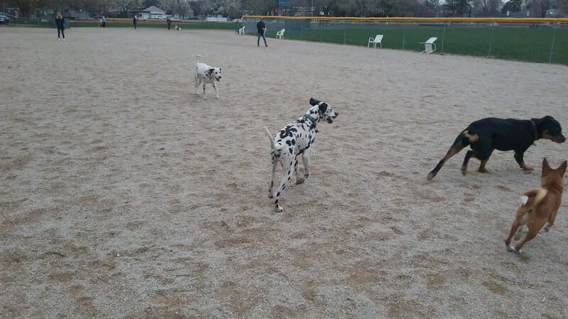 Herman Franks Dog Park - Salt Lake City, UT