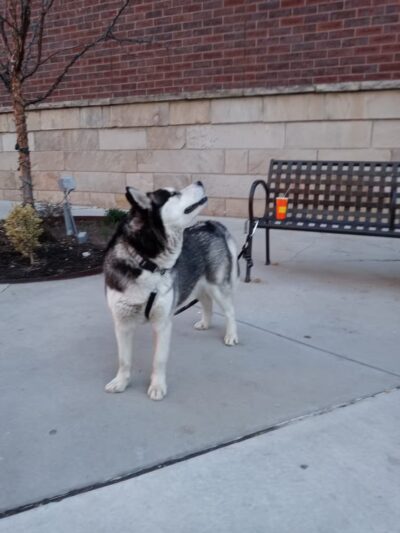 Pioneer Dog Park - Salt Lake City, UT