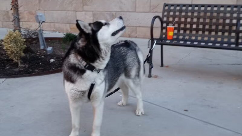 Pioneer Dog Park - Salt Lake City, UT
