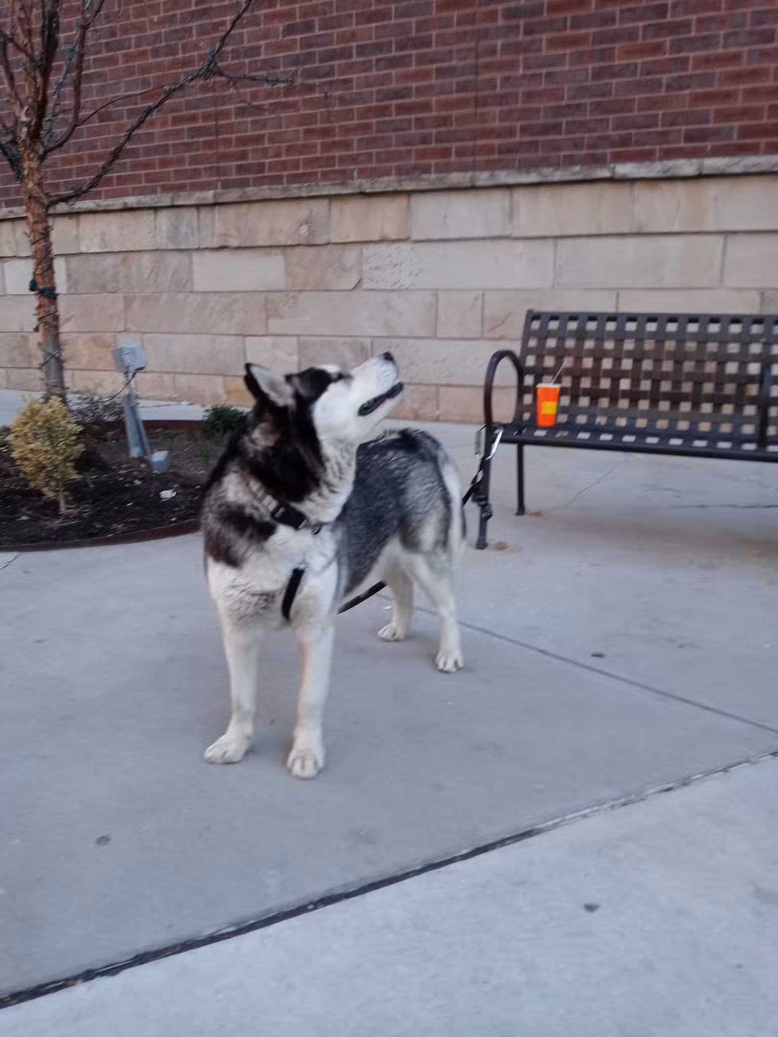 Pioneer Dog Park - Salt Lake City, UT
